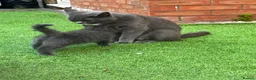 British Shorthair cats for sale: 6 male British shorthair boys  - Advert 5