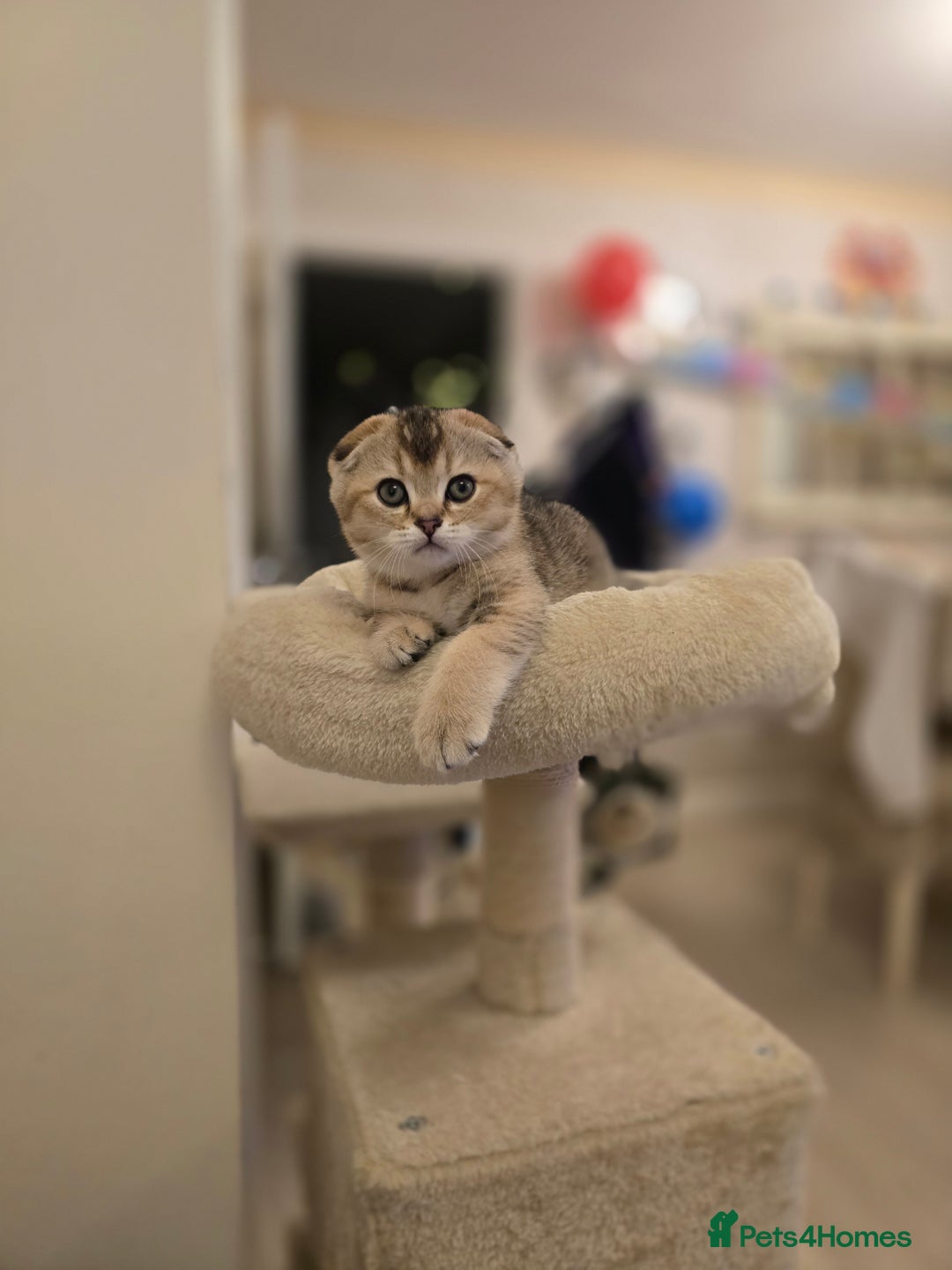 Scottish Fold cats for sale: Scottish Fold and Straight kittens  - Advert 7