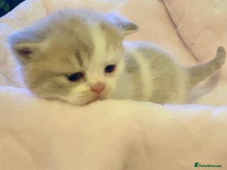Scottish Fold cats 🧸😻ABSOLUTELY BEAUTIFUL TICA SCOTTISH/BSH😻🧸 - Advert 1