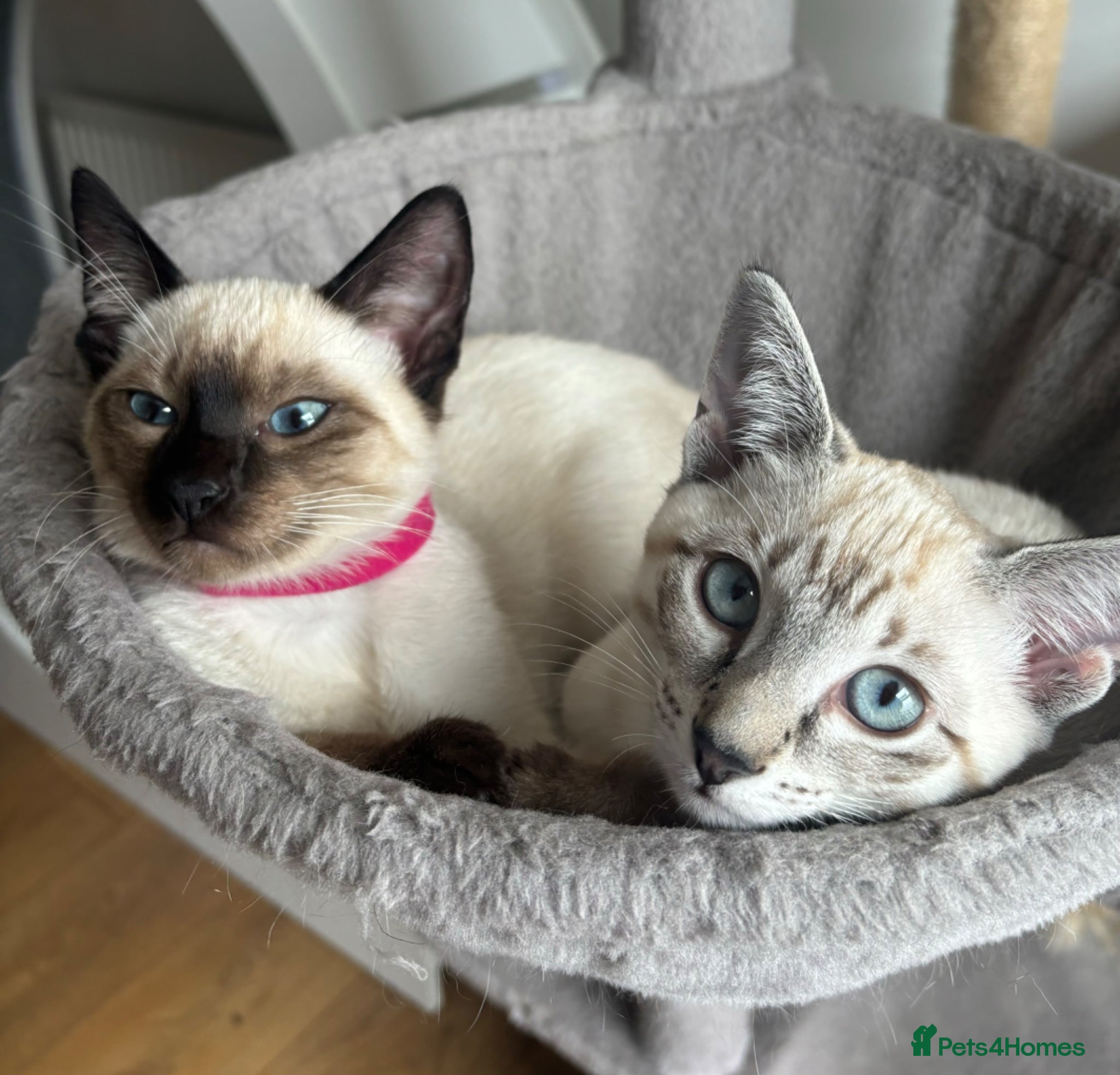Siamese cats 4 Social Siamese Kittens - Ready to go home - Advert 12