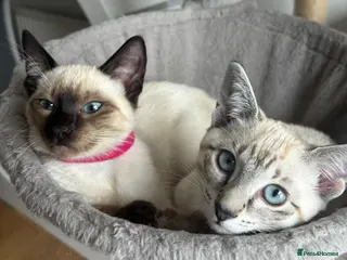 Siamese cats 4 Social Siamese Kittens - Ready to go home - Advert 12