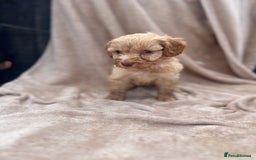 Cockapoo dogs for sale: Beautiful cockerpoo puppies F1  - Image 8