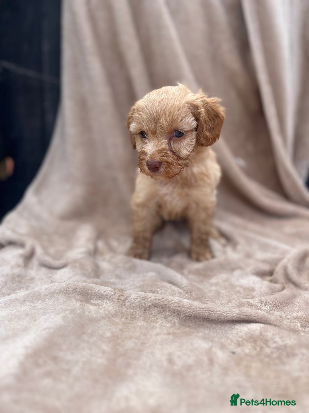 Cockapoo dogs for sale: Beautiful cockerpoo puppies F1  - Image 8