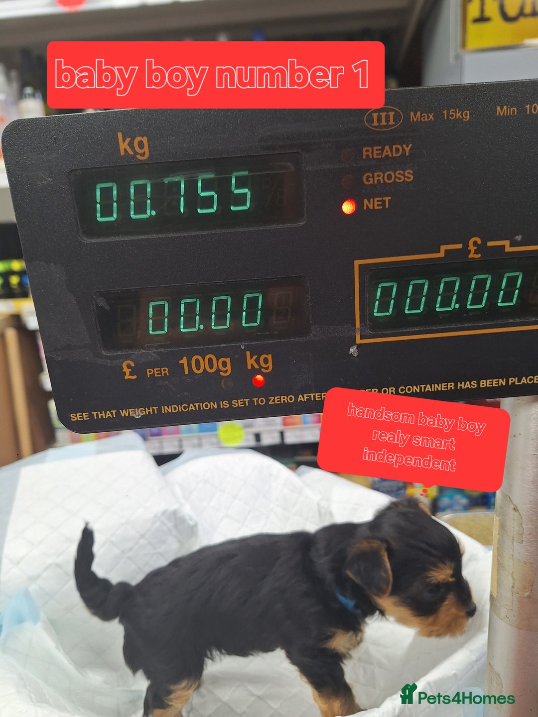 Yorkshire Terrier dogs for sale:  😍 Yorkshire Terrier Puppies 😍  - Advert 5