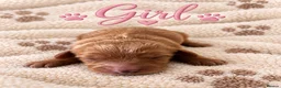 Cavapoo dogs for sale: Stunning F1 Cavapoo's 🧬 Health Tested Parents - Advert 4
