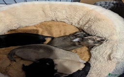 Chipoo dogs for sale: Health tested, non shed chipoos - Image 31