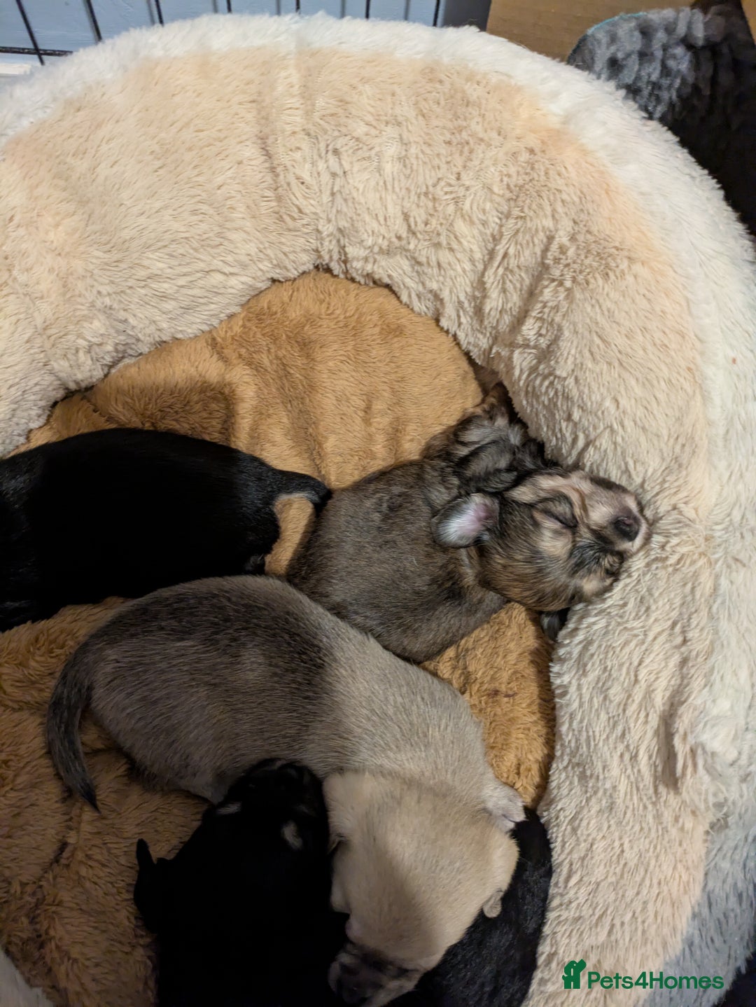 Chipoo dogs for sale: Health tested, non shed chipoos - Image 31