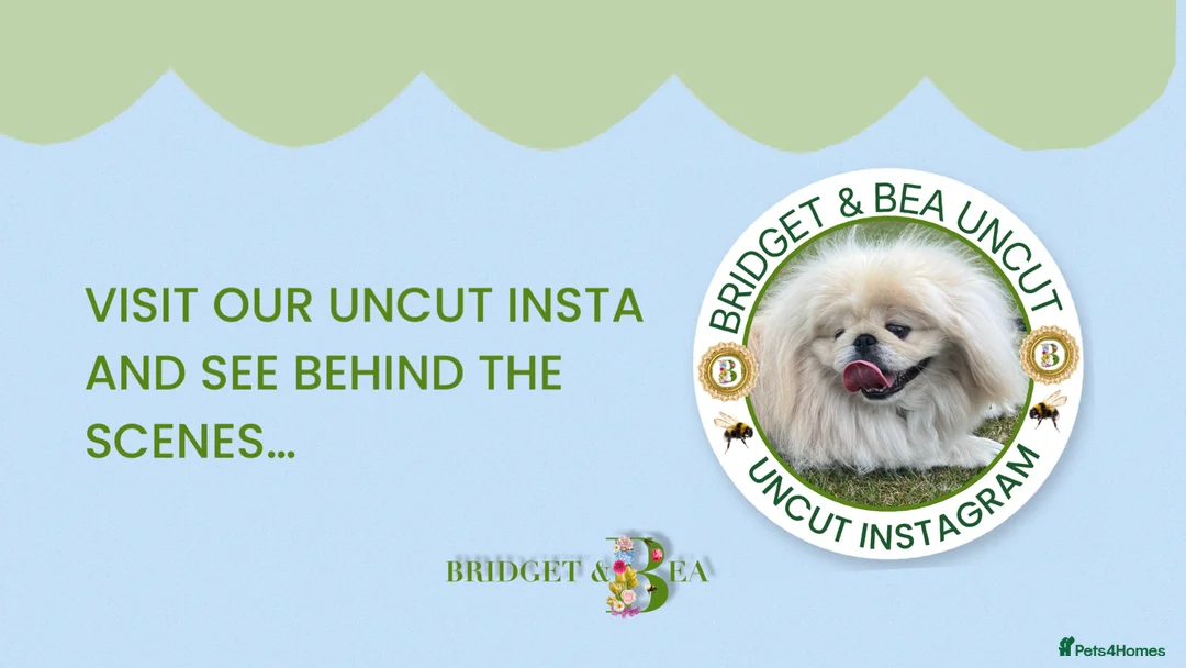 Pekingese dogs for sale: 🩷READY NOW 1 girl 1 boy 🩵 - Advert 9