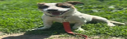 Mixed Breed dogs for adoption: 💙🐶 JAZZ – HE WANTS EVERYONE TO JOIN THE FUN - Advert 16