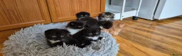 Mixed Breed cats for sale: Scottish gold kittens in Heathfield - Advert 15