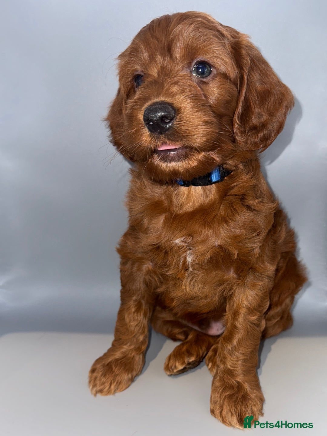Cockapoo dogs for sale: Stunning F1 Cockapoo Puppies - Advert 8