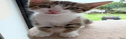 Mixed Breed cats for sale: Mixed breed with bengal in Eastleigh - Advert 13