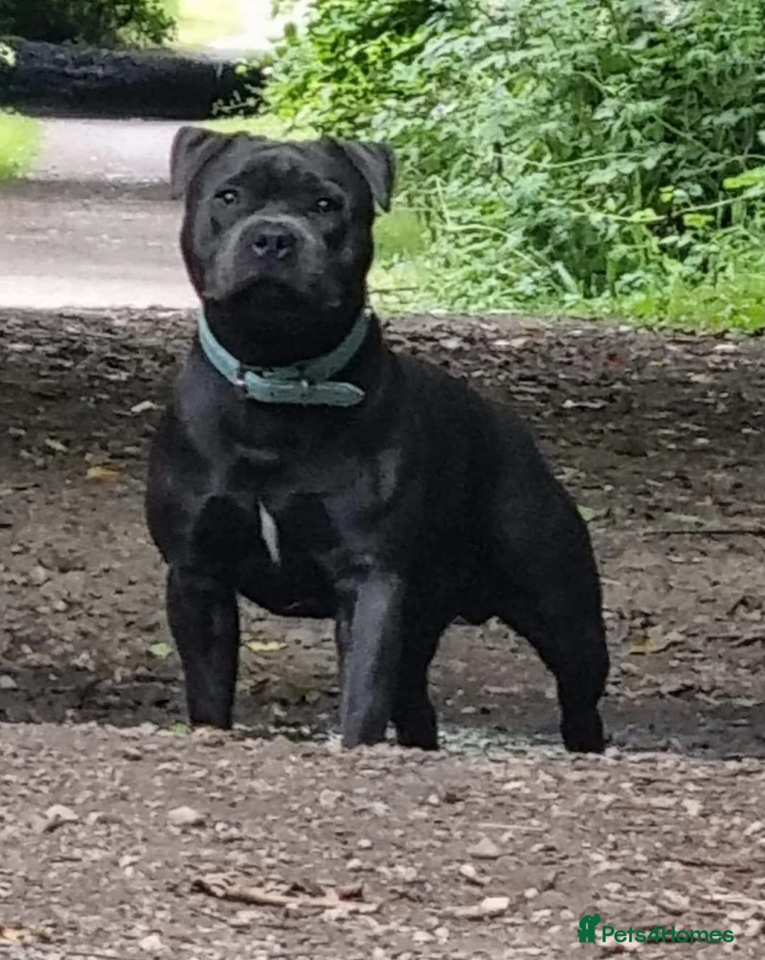 Staffordshire Bull Terrier dogs for sale: Blue kc staffys - Advert 8