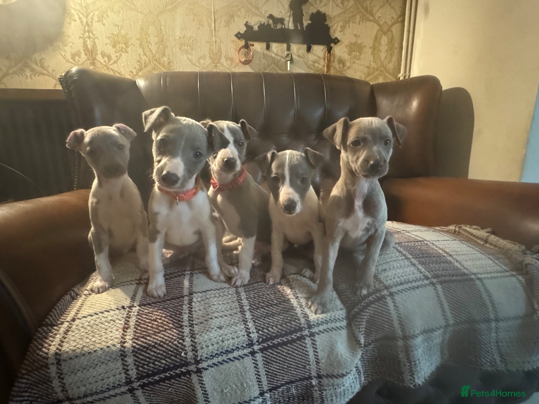 Whippet dogs 🐾 Exceptional KC Registered Whippet Puppies - Advert 1
