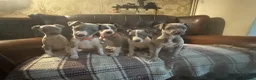 Whippet dogs for sale: 🐾 Exceptional KC Registered Whippet Puppies - Advert 1