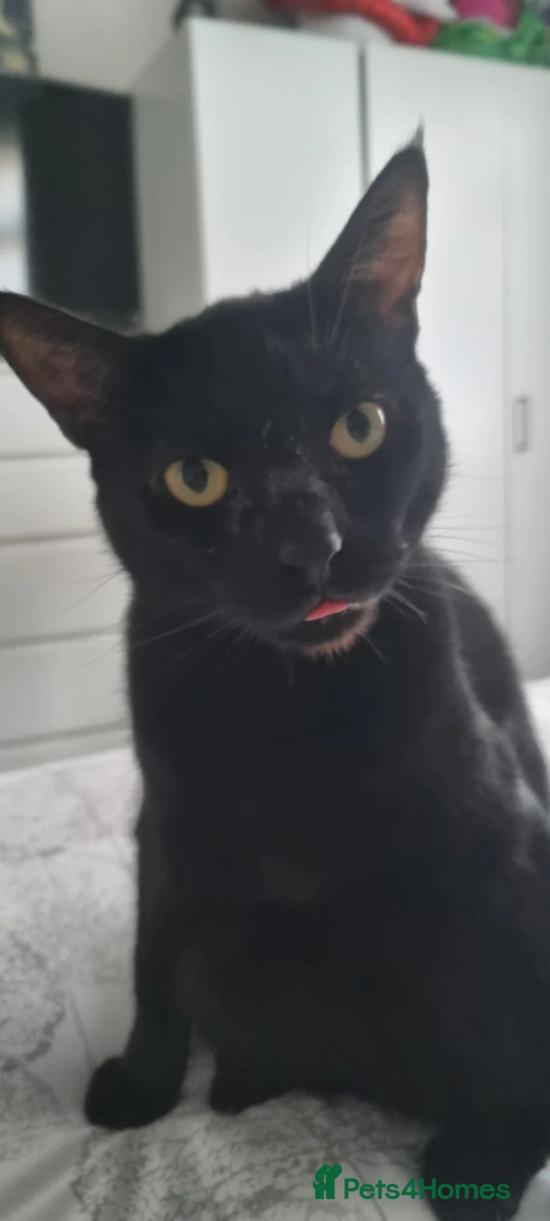 Mixed Breed cats for sale: Female sister house cats  - Advert 7