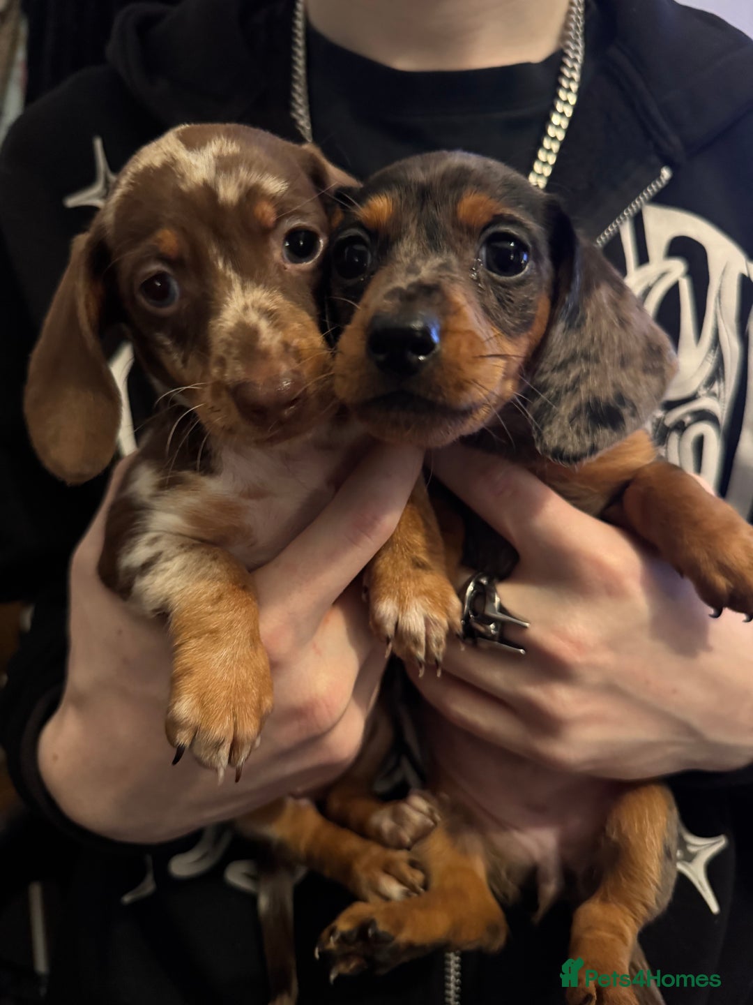 Dachshund dogs for sale: **** Absolutely Stunning Babies **** - Advert 8