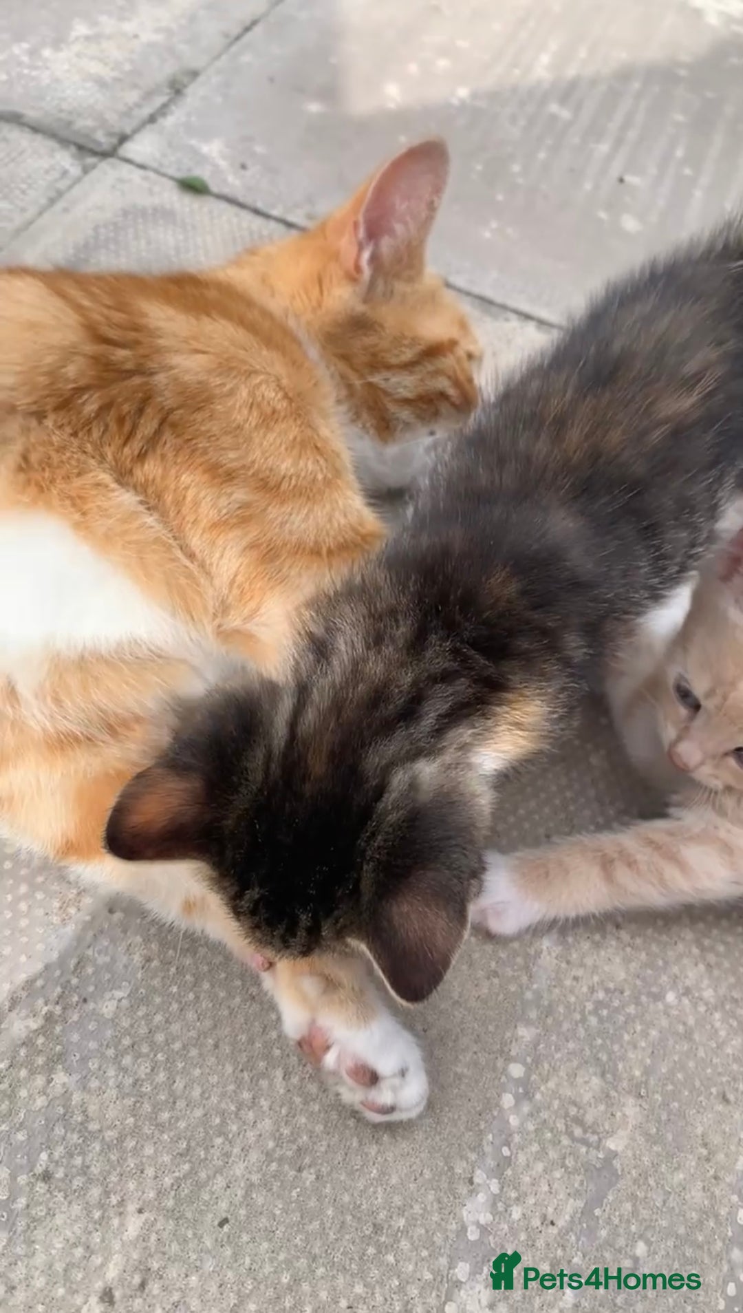 Mixed Breed cats for sale: 4 Month Female Tabby Kitten Available (Birmingham) - Image 4