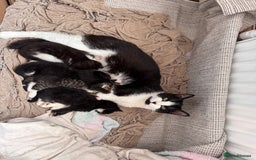 Mixed Breed cats for sale: 4 adorable kittens looking for a new home - Image 16