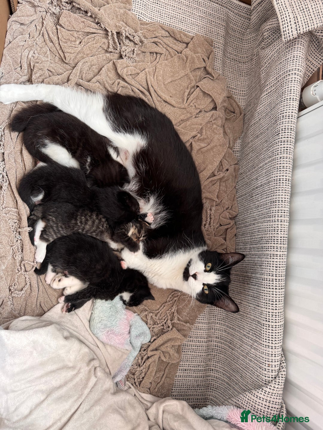 Mixed Breed cats for sale: 4 adorable kittens looking for a new home - Image 16