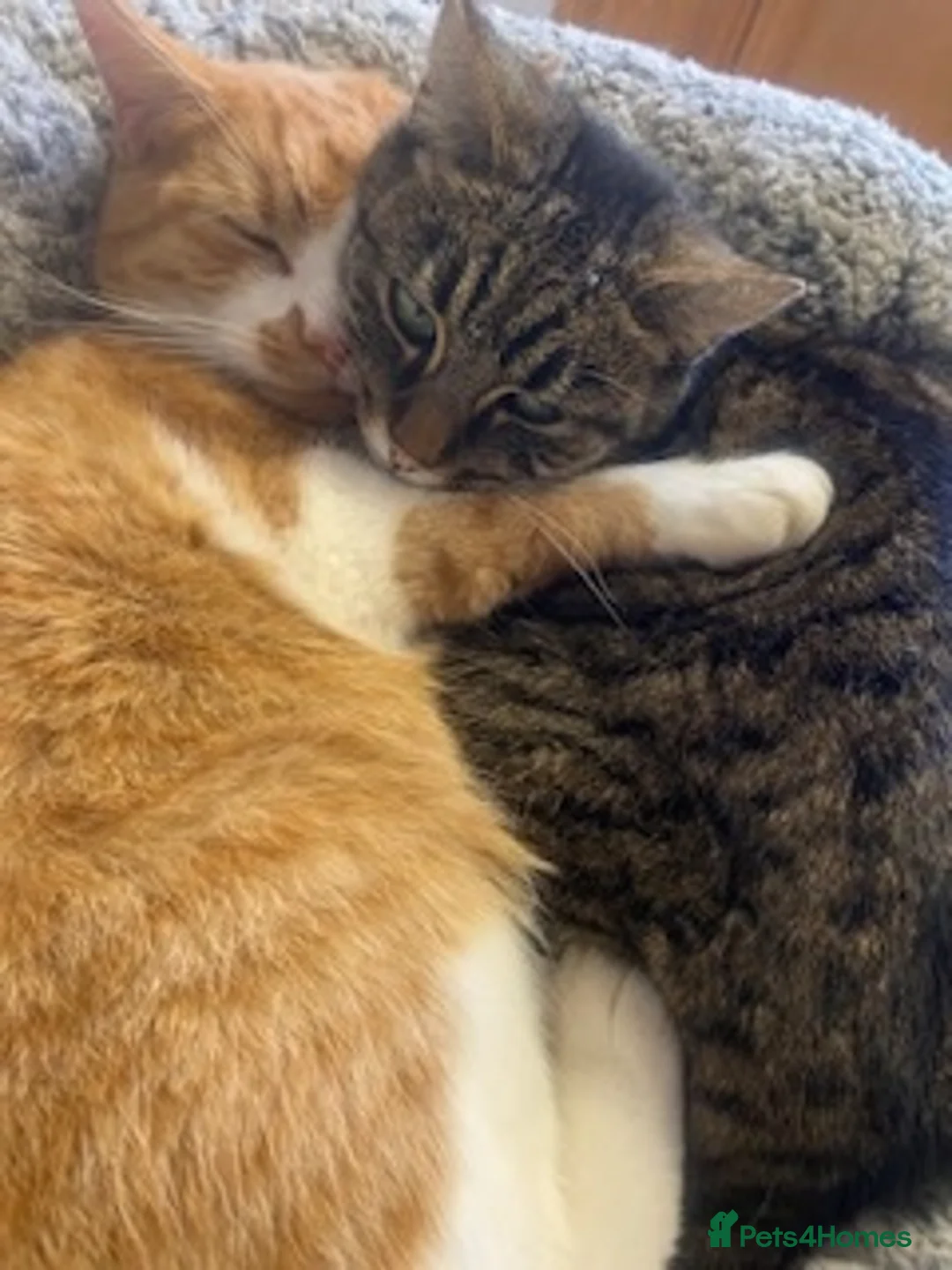 Mixed Breed cats for sale: 2 bonded cats looking for forever home - Advert 2