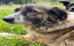 Mixed Breed dogs for adoption: Hilda - Norwich Norfolk  - Image 24