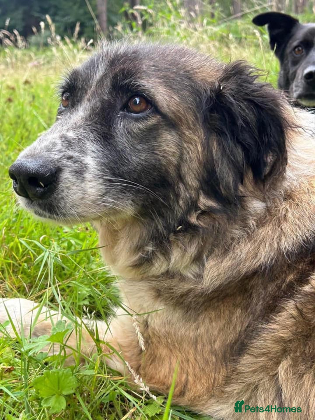 Mixed Breed dogs for adoption: Hilda - Norwich Norfolk  - Image 24
