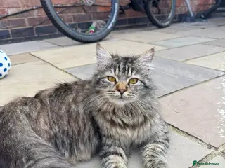 Mixed Breed cats Maine coon ragdoll x ragdoll mix - Advert 1