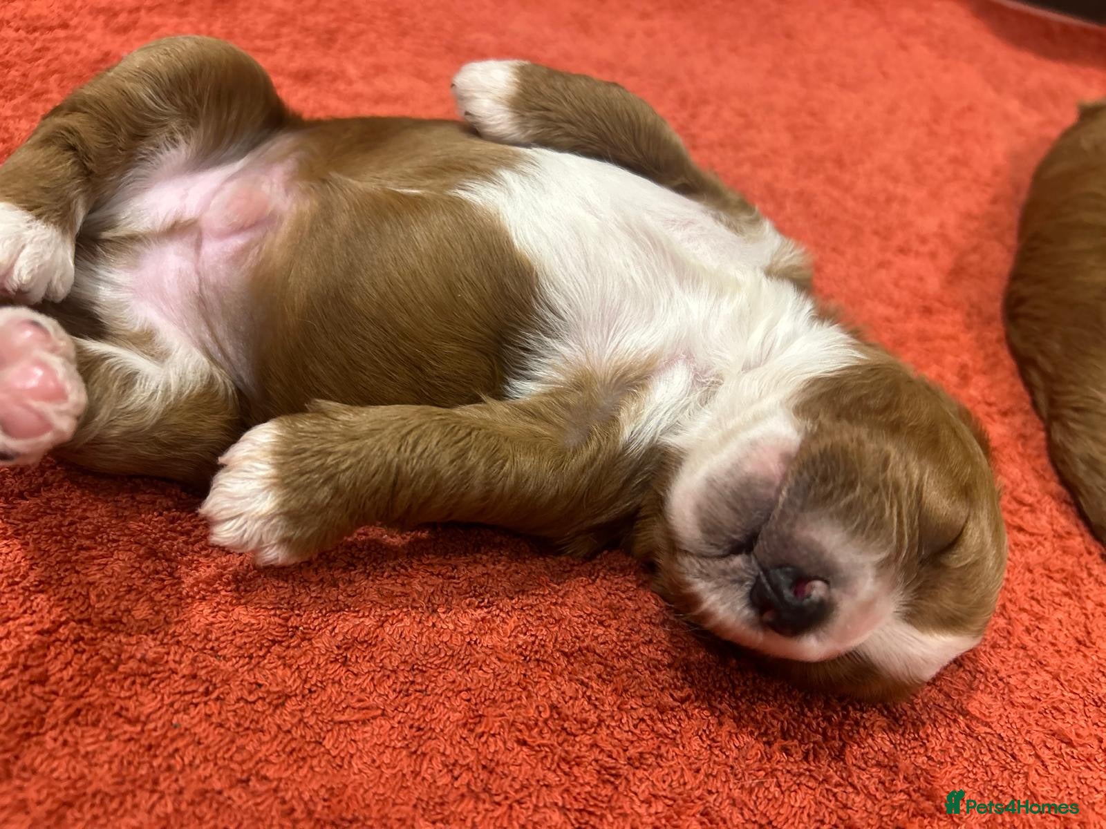 Cavapoo dogs Exceptional Fox Red Cavapoo Puppies. Family Raised - Advert 6