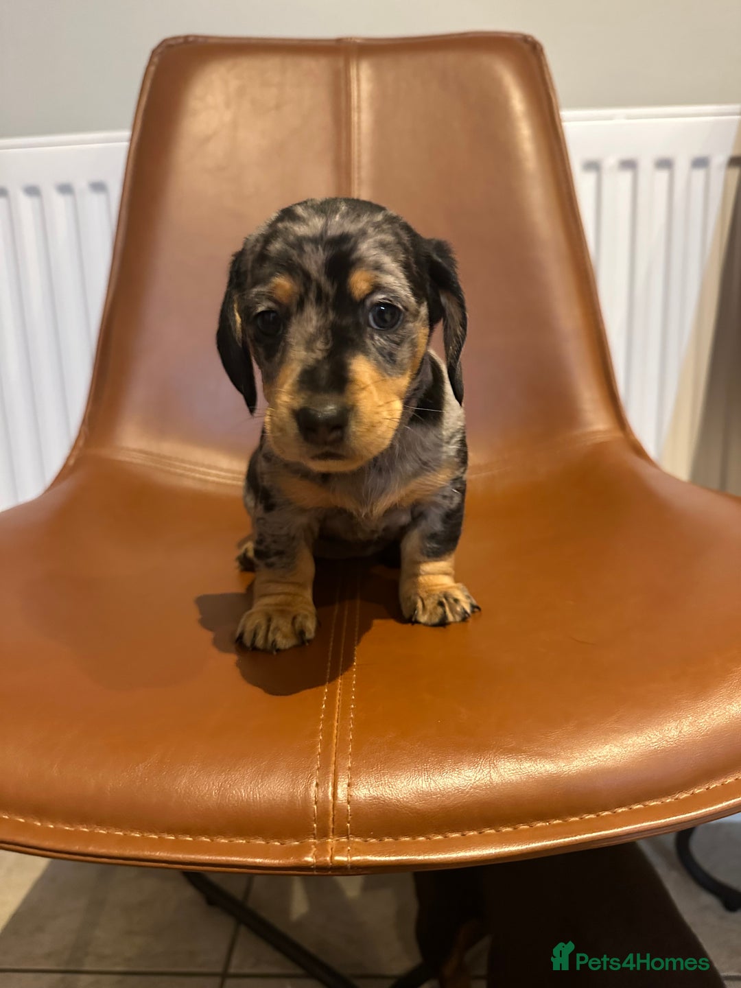 Dachshund dogs for sale: Chunky Standard Homebred Dachshunds - Image 2