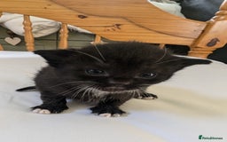 Mixed Breed cats for sale: Mixed Breed in Skipton - Image 6