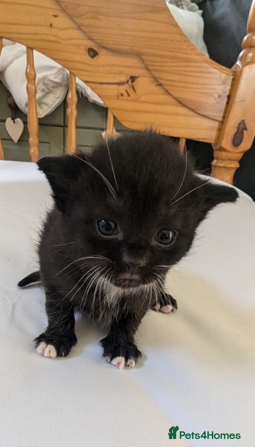 Mixed Breed cats for sale: Mixed Breed in Skipton - Image 6