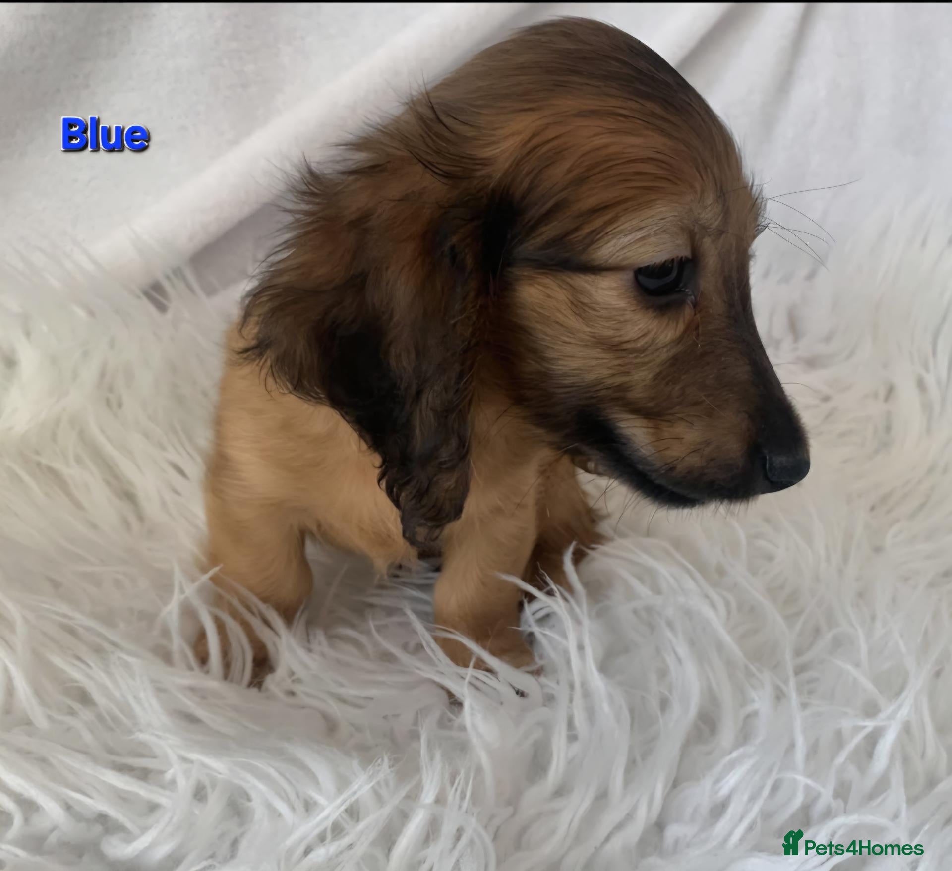 Miniature Dachshund dogs STUNNING KC SHADED RED LONG HAIR - Advert 2