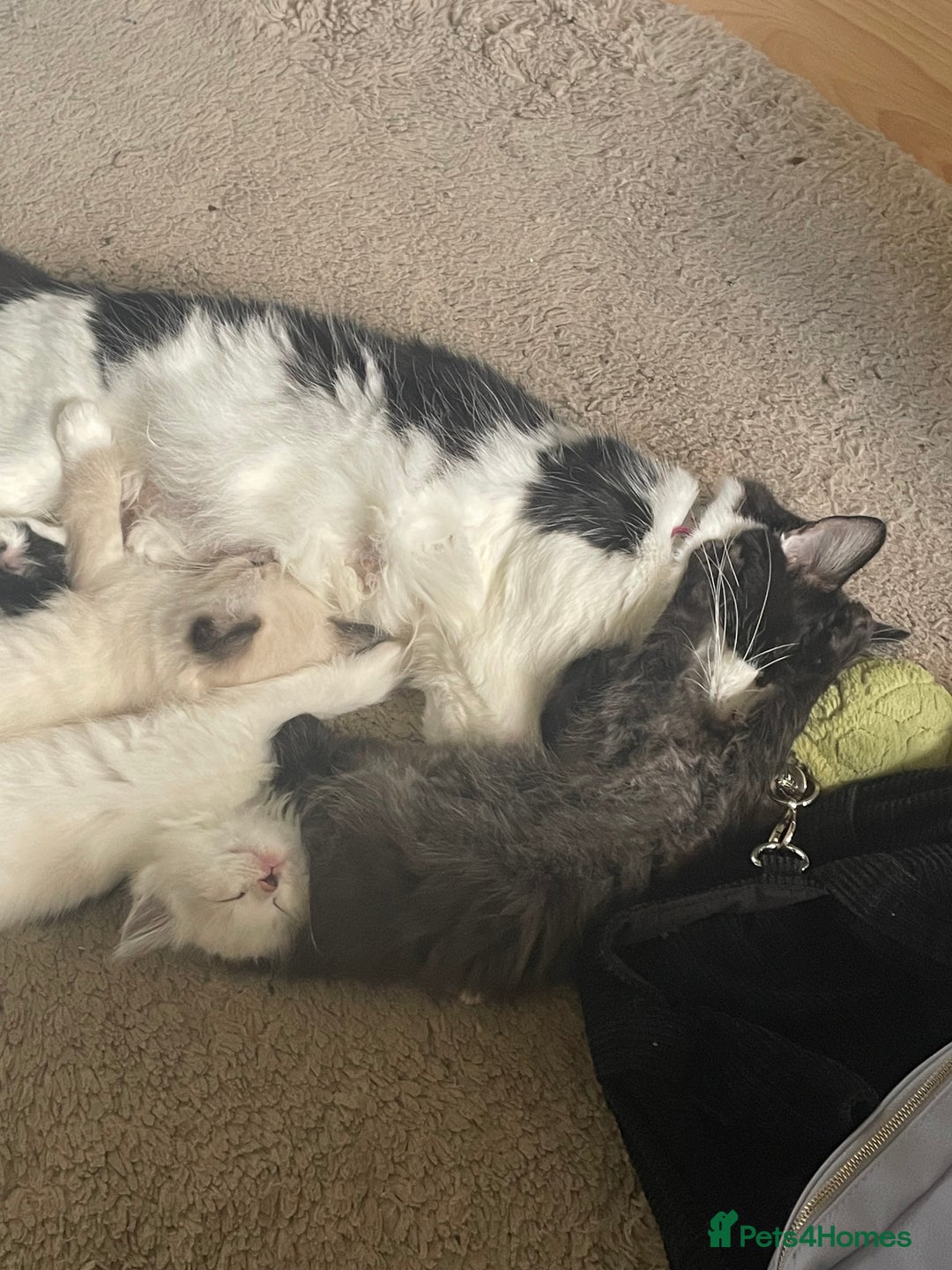 Ragdoll cats for sale: 5 ADORABLE RAGDOLL X KITTENS FOR SALE - Image 4