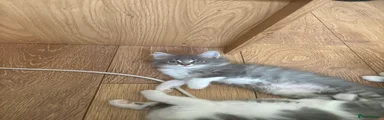 Maine Coon 2