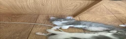 Maine Coon cats for sale: Maincoon kittens  - Advert 6