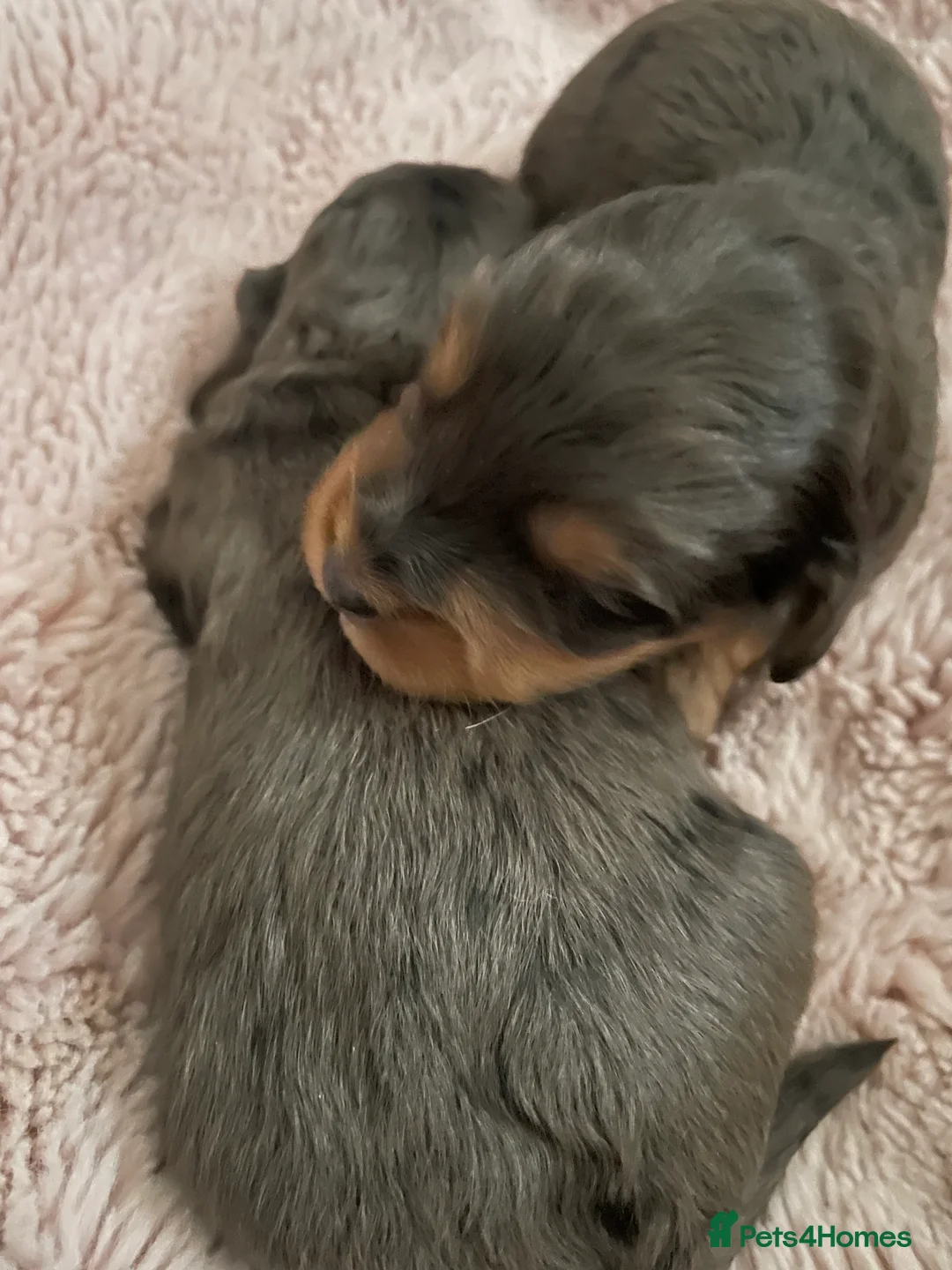 Cockapoo dogs for sale: 4 Toy cocker poos  - Advert 3