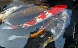 Koi Carp fish for sale: Japanese koi carp £100 each  - Image 35