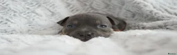 American Bully dogs for sale: Beautiful American pocket bullys  - Advert 4