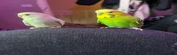 Budgerigars birds for sale: Two male bonded budgies  - Advert 6
