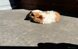 Guinea Pig rodents for sale: Stunning baby male guinea pigs  - Image 4