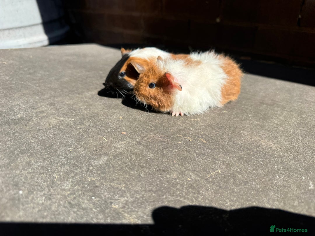 Guinea Pig rodents for sale: Stunning baby male guinea pigs  - Image 4