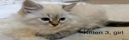 Siberian cats for sale: Beautiful Blue-Eyed Siberian Kittens - Advert 9