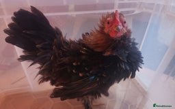 Chickens poultry for sale: Silkied Serama+Frizzled Pekin/Bantam roos & hens  - Image 1