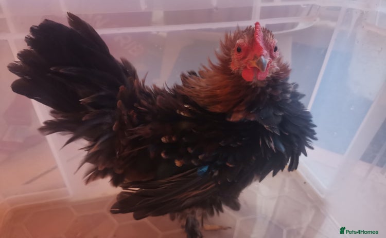 Chickens poultry - Advert 6