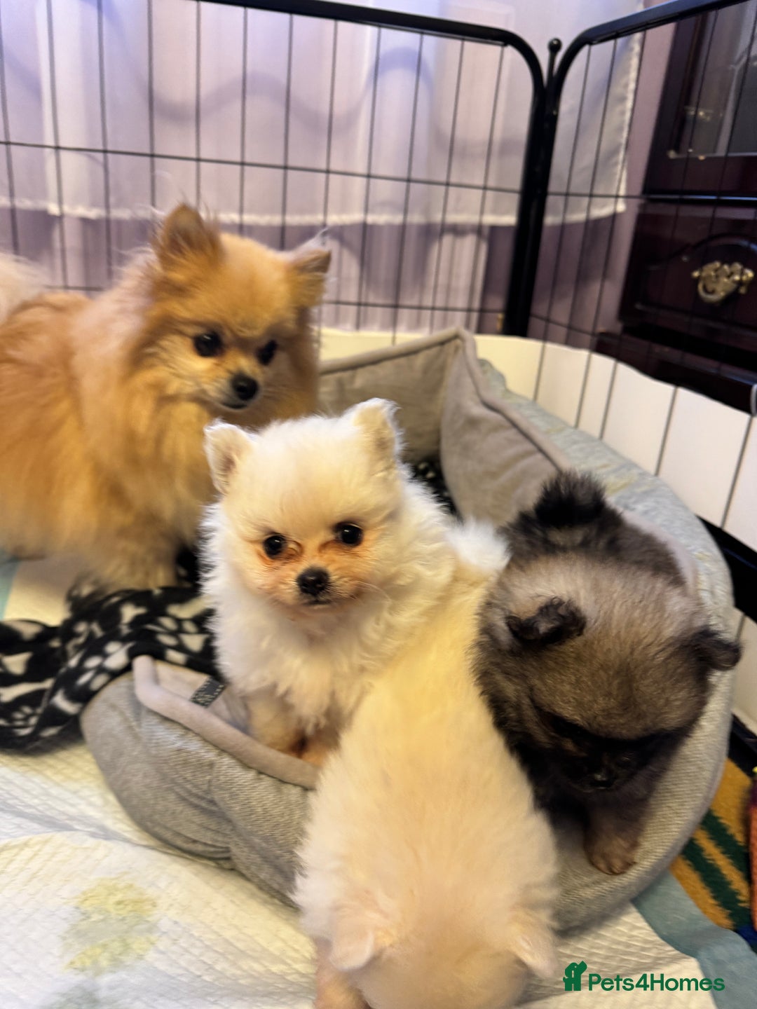 Pomeranian dogs for sale: Gorgeous Pomeranian puppies - Image 4