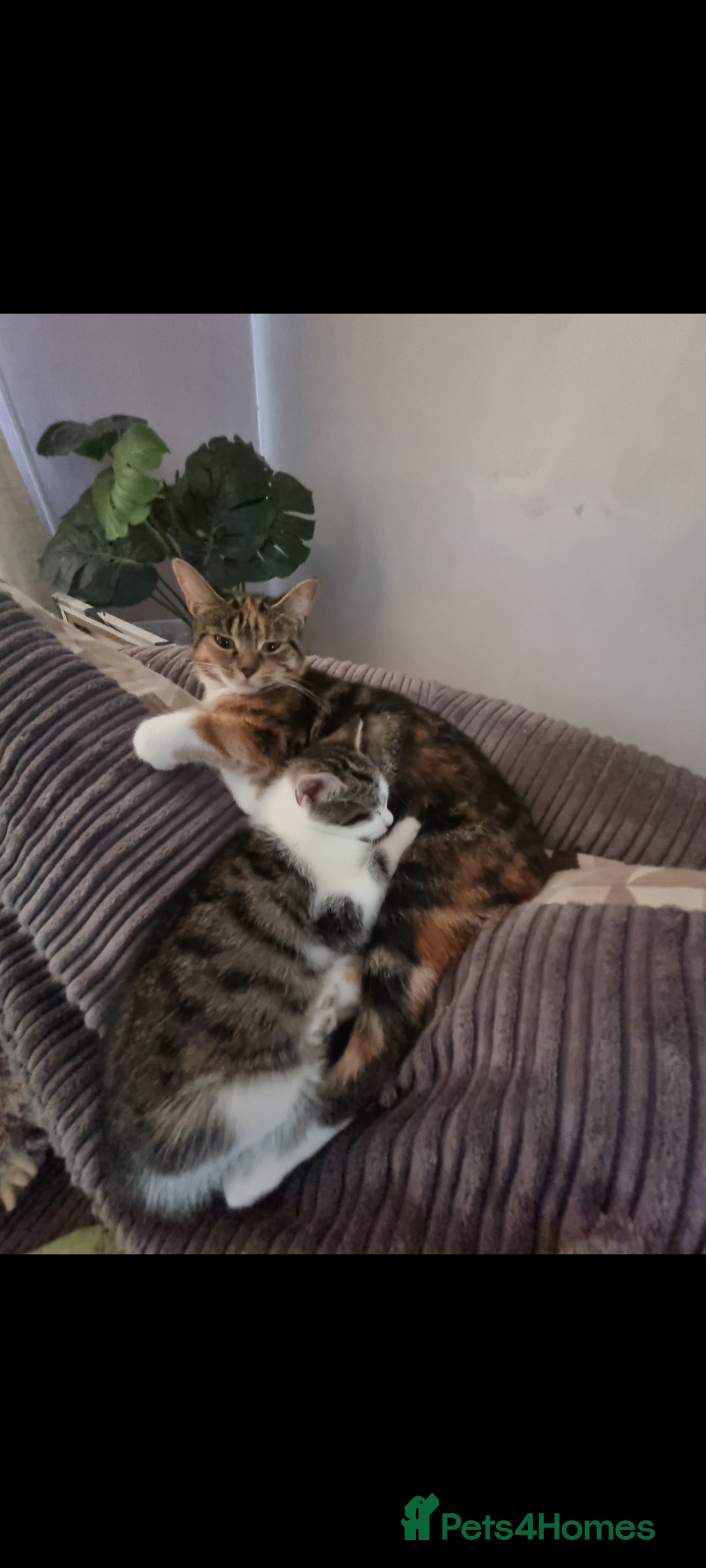 Mixed Breed cats for sale: Luna 6 months old - Advert 1