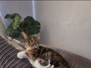 Mixed Breed cats Luna 6 months old - Advert 10