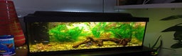 Other/Mixed Breed fish for sale: Aquarium  full of guppies!! - Advert 4