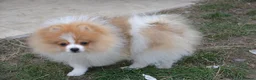 Pomeranian dogs for sale: PACO - Beautiful Pomeranian Boy - Advert 34
